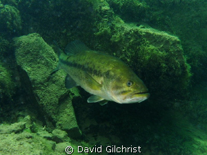 Curious Bass emerging form under a ledge in local quarry. by David Gilchrist 